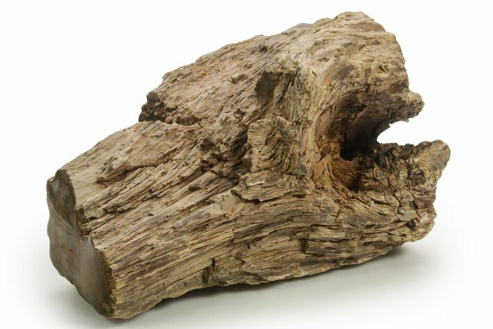 Triassic-Age Petrified Wood Log - Madagascar #378880